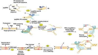 A CRISPR way for accelerating cereal crop improvement: Progress and challenges